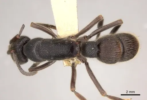 Pseudoneoponera tridentata specimen