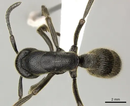 Pseudoneoponera tridentata - CASENT0270004