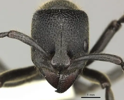 Pseudoneoponera tridentata - CASENT0270004