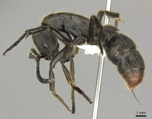 Pseudoneoponera tridentata - CASENT0270004