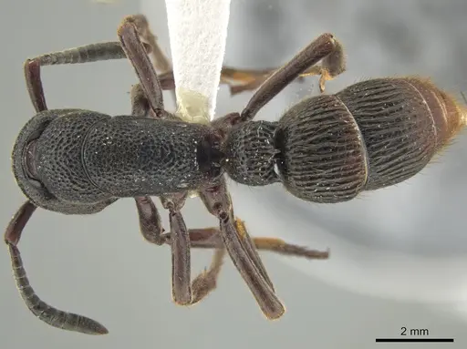 Pseudoneoponera tridentata - CASENT0634289