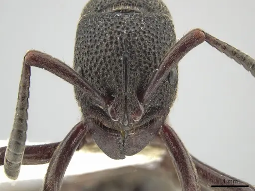 Pseudoneoponera tridentata - CASENT0634289