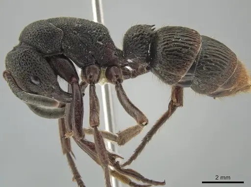 Pseudoneoponera tridentata - CASENT0634289