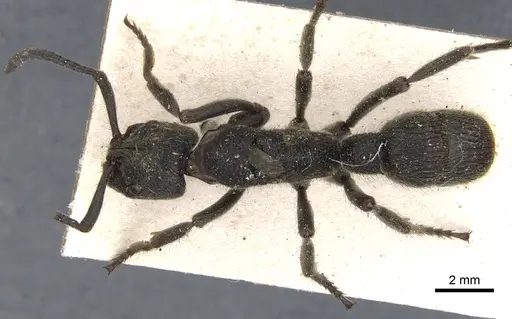 Pseudoneoponera tridentata - CASENT0901365