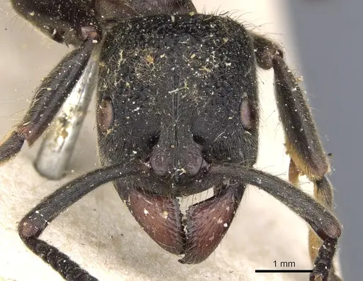 Pseudoneoponera tridentata - CASENT0901365