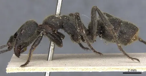 Pseudoneoponera tridentata - CASENT0901365