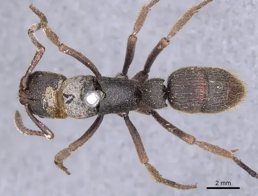 Pseudoneoponera tridentata - CASENT0902481
