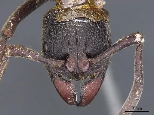 Pseudoneoponera tridentata - CASENT0902481