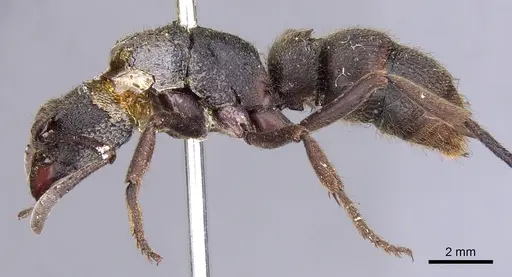 Pseudoneoponera tridentata - CASENT0902481