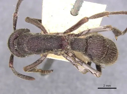 Pseudoneoponera tridentata - CASENT0907255