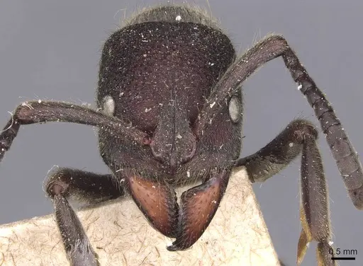 Pseudoneoponera tridentata - CASENT0907255