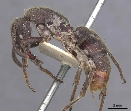 Pseudoneoponera tridentata - CASENT0907255