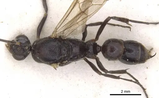 Pseudoneoponera verecundae specimen