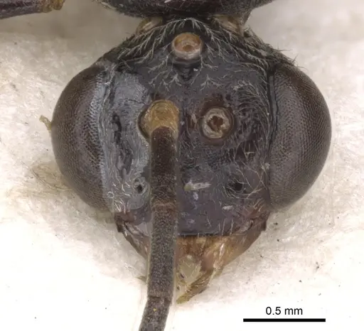 Pseudoneoponera verecundae specimen