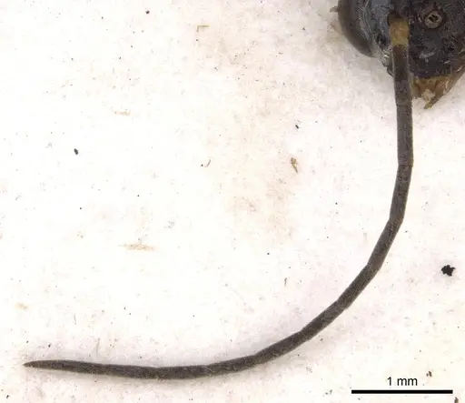 Pseudoneoponera verecundae specimen