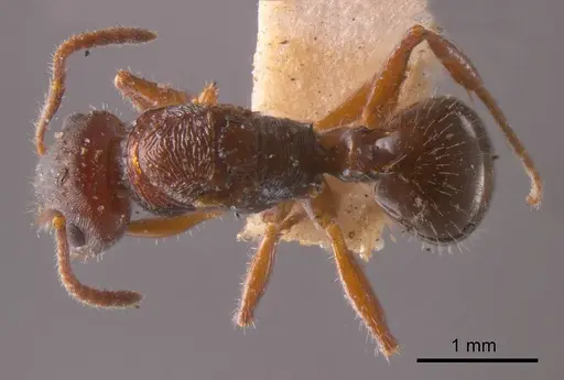 Pseudonotoncus hirsutus specimen