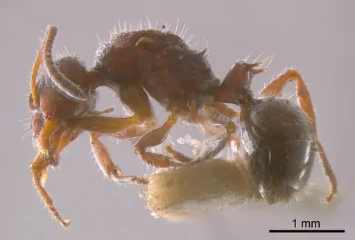 Pseudonotoncus hirsutus specimen