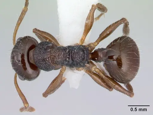 Pseudonotoncus hirsutus - CASENT0178517