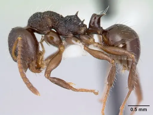 Pseudonotoncus hirsutus - CASENT0178517