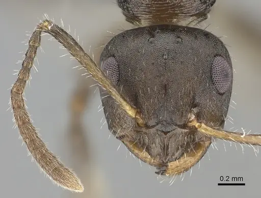 Pseudonotoncus hirsutus - CASENT0227592