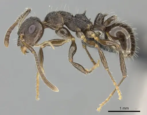 Pseudonotoncus hirsutus - CASENT0227592