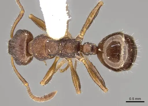 Pseudonotoncus hirsutus - CASENT0281489