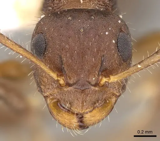 Pseudonotoncus hirsutus - CASENT0281489