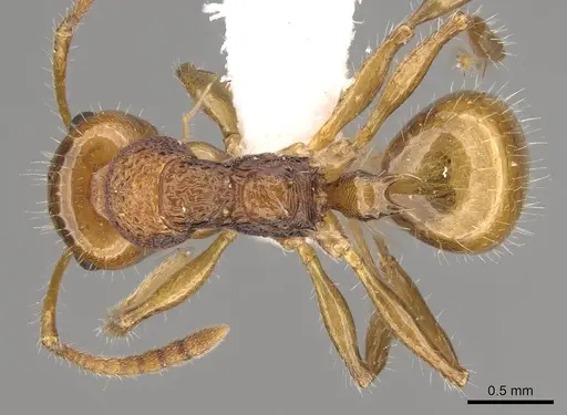 Pseudonotoncus hirsutus - CASENT0281490