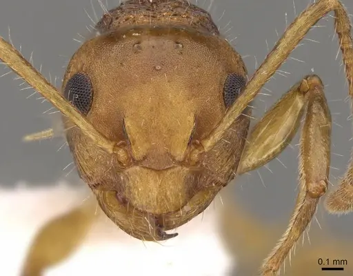 Pseudonotoncus hirsutus - CASENT0281490