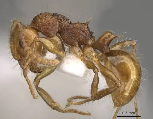 Pseudonotoncus hirsutus - CASENT0281490