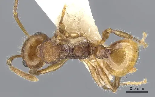 Pseudonotoncus hirsutus - CASENT0903252