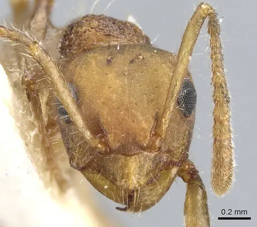 Pseudonotoncus hirsutus - CASENT0903252