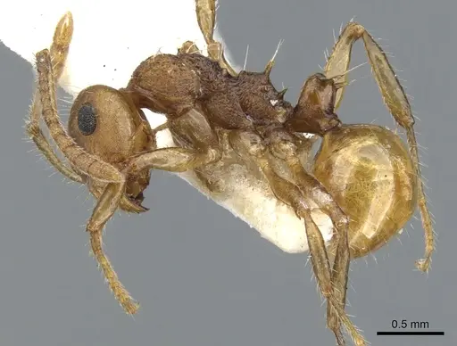 Pseudonotoncus hirsutus - CASENT0903252