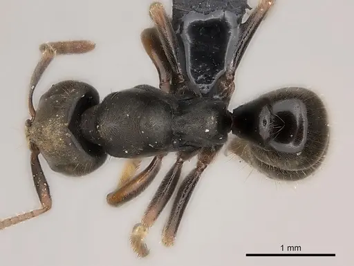 Pseudoponera cognata specimen
