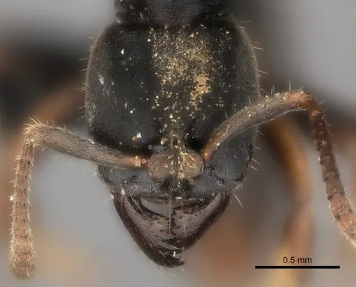 Pseudoponera cognata specimen