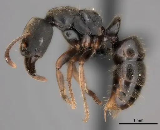 Pseudoponera cognata specimen