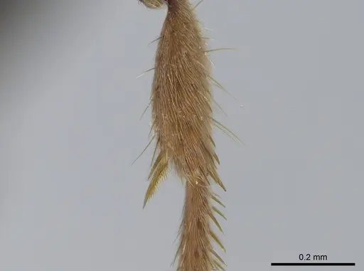 Pseudoponera cognata - CASENT0008155