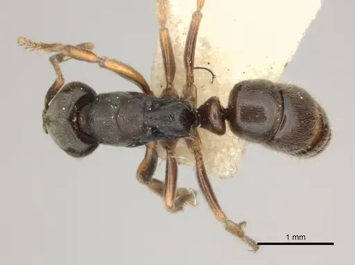 Pseudoponera cognata - CASENT0217553