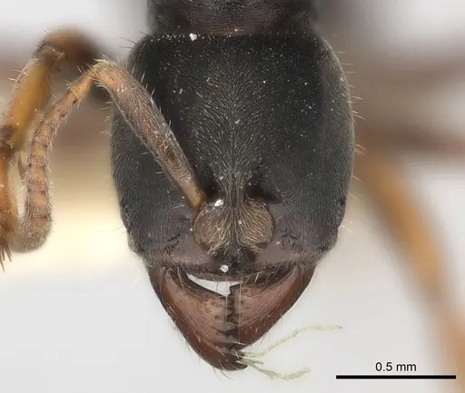 Pseudoponera cognata - CASENT0217553