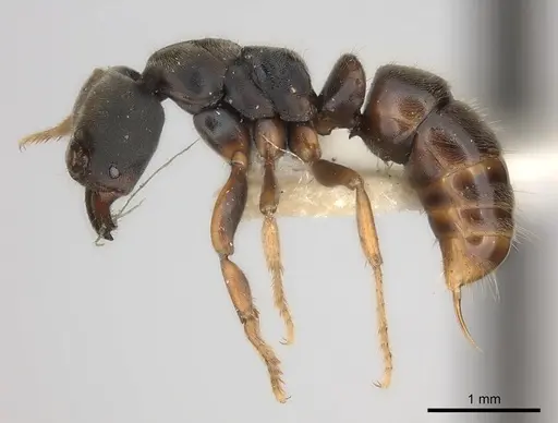 Pseudoponera cognata - CASENT0217553