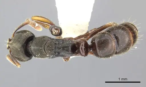 Pseudoponera cognata - CASENT0249135