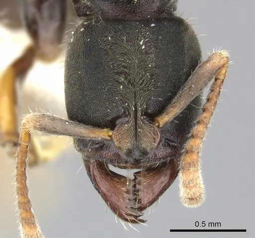 Pseudoponera cognata - CASENT0249135
