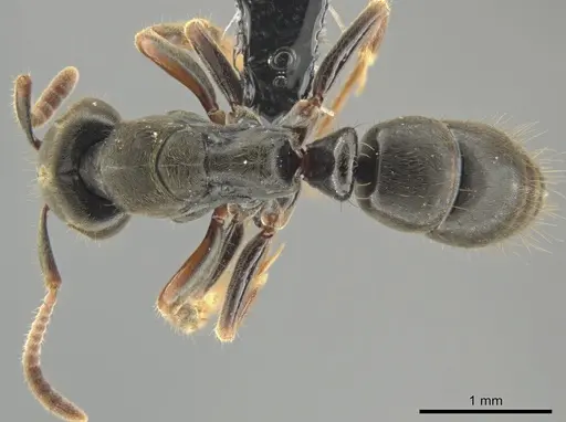 Pseudoponera cognata - CASENT0649092