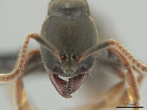 Pseudoponera cognata - CASENT0649092