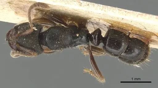 Pseudoponera cognata - CASENT0903943