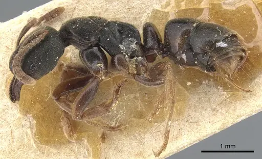 Pseudoponera cognata - CASENT0903943