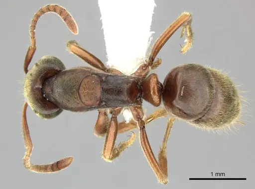 Pseudoponera gilloglyi specimen