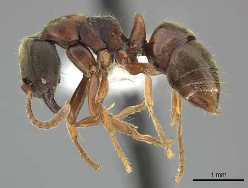Pseudoponera gilloglyi specimen