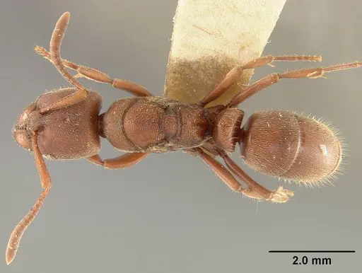 Rasopone breviscapa specimen