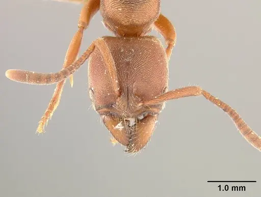 Rasopone breviscapa specimen